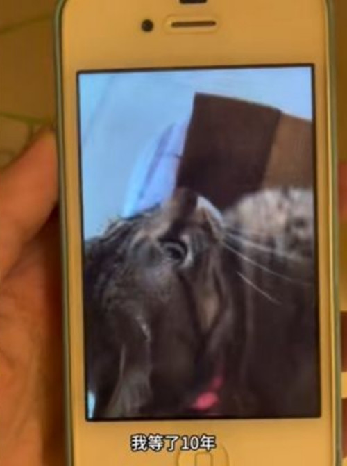 Cô gái ấy đã đợi 10 năm, cuối cùng cũng lấy lại được những video em mèo đã mất của mình. Ảnh: Douyin.