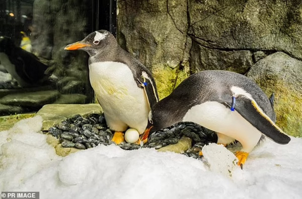 Sphen (trái) và bạn đời Magic. Ảnh: PR Image. Sphen (trái) và bạn đời Magic. Ảnh: PR Image.