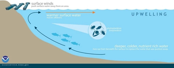 Một hình ảnh miêu tả hiện tượng "nước trồi": Mũi tên màu cam chỉ nước ấm trên bề mặt bị đẩy đi, những mũi tên màu xanh sẫm chỉ nước lạnh ở dưới sâu trồi lên bề mặt biển. Ảnh: NOAA. Một hình ảnh miêu tả hiện tượng "nước trồi": Mũi tên màu cam chỉ nước ấm trên bề mặt bị đẩy đi, những mũi tên màu xanh sẫm chỉ nước lạnh ở dưới sâu trồi lên bề mặt biển. Ảnh: NOAA.