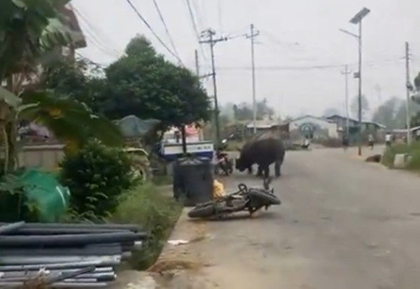 Con tê giác khiến người dân trên phố hoảng hốt bỏ chạy hết. Ảnh: Krishna Sigdel.