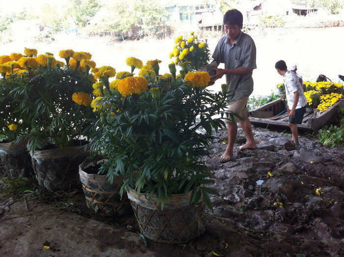 Hoa từ vườn vẫn không ngừng lên chợ