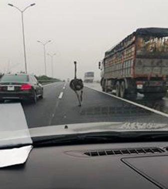 Đà điểu ‘đua’ xế hộp trên cao tốc Cầu Giẽ - Ninh Bình ảnh 1