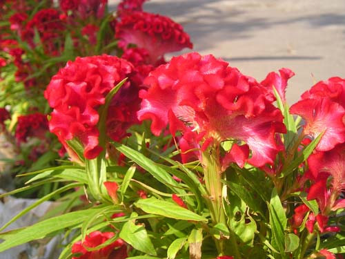 4 vị thuốc quý từ hoa ngày Tết