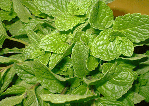 Các loại rau thơm có tác dụng chữa bệnh 3