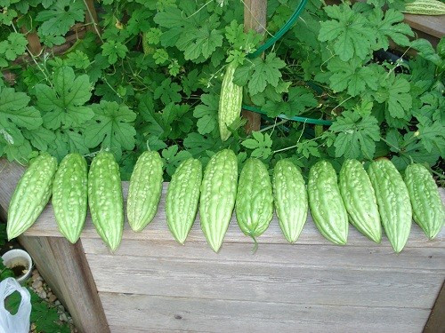 Các loại rau, củ, quả giảm cân tuyệt vời ảnh 7