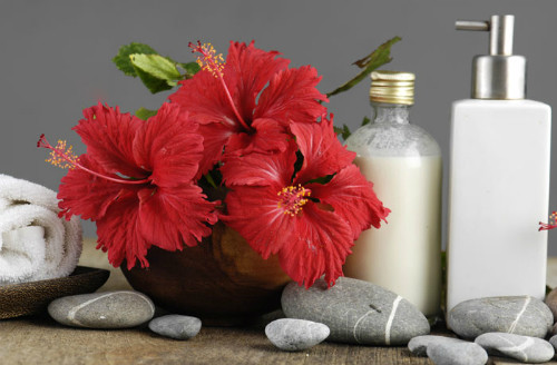 Hoa dâm bụt được sử dụng làm đẹp tóc rất hiệu quả. Ảnh: Stylecraze