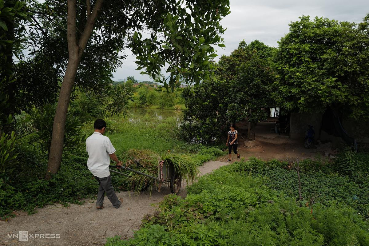 Ngôi nhà cấp bốn rộng chừng 20 m2 của vợ chồng ông Đoàn Văn Đăng (58 tuổi) và bà Nguyễn Thị Sơn (53 tuổi) nằm ven quốc lộ 32, xã Phúc Hòa, huyện Phúc Thọ (Hà Nội), được bao quanh bởi những lùm cây ăn trái, ao cá. Đây là nhà ông bà thuê lại vài năm qua. Sáng sớm, ông Đăng kéo xe đi cắt cỏ quanh cánh đồng cạnh nhà về cho cá ăn. "Ở đây có ao cá, mình có thể sinh sống và làm ăn, giá thuê 10 triệu đồng mỗi năm. Nhà cũ ở xã Võng Xuyên (cách đó khoảng 8 km) đã xuống cấp, ruộng đồng nhỏ hẹp, ít nước nên khó canh tác", ông Đăng giải thích. Ngôi nhà cấp bốn rộng chừng 20 m2 của vợ chồng ông Đoàn Văn Đăng (58 tuổi) và bà Nguyễn Thị Sơn (53 tuổi) nằm ven quốc lộ 32, xã Phúc Hòa, huyện Phúc Thọ (Hà Nội), được bao quanh bởi những lùm cây ăn trái, ao cá. Đây là nhà ông bà thuê lại vài năm qua. Sáng sớm, ông Đăng kéo xe đi cắt cỏ quanh cánh đồng cạnh nhà về cho cá ăn. "Ở đây có ao cá, mình có thể sinh sống và làm ăn, giá thuê 10 triệu đồng mỗi năm. Nhà cũ ở xã Võng Xuyên (cách đó khoảng 8 km) đã xuống cấp, ruộng đồng nhỏ hẹp, ít nước nên khó canh tác", ông Đăng giải thích.