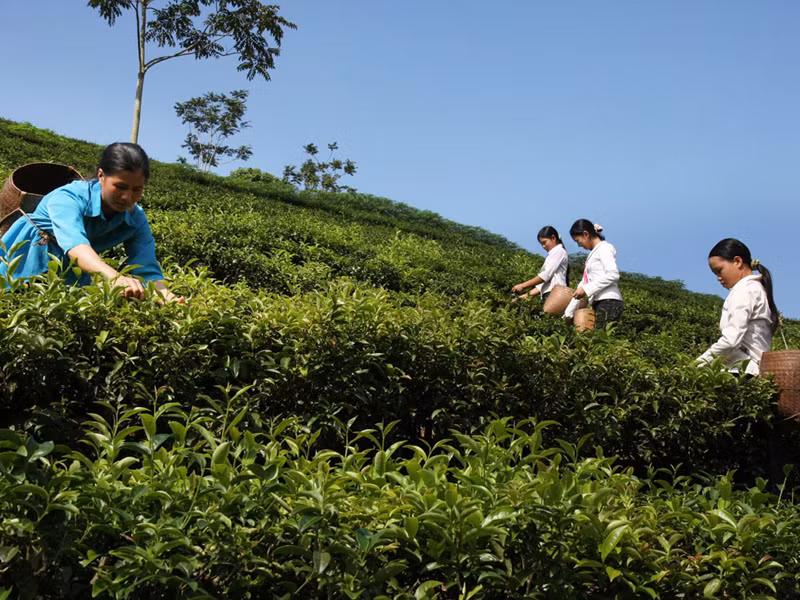 Chăm sóc đồi chè ở vùng cao Ảnh: Hồng Vĩnh