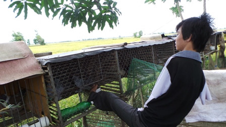 Lúc rảnh rỗi, Trí còn phụ cha mẹ cho đàn bồ câu ăn