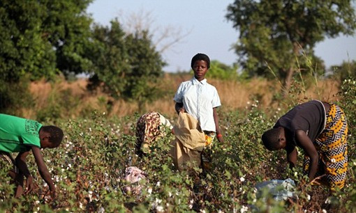 Nhiều trẻ em châu Phi bị lạm dụng lao động