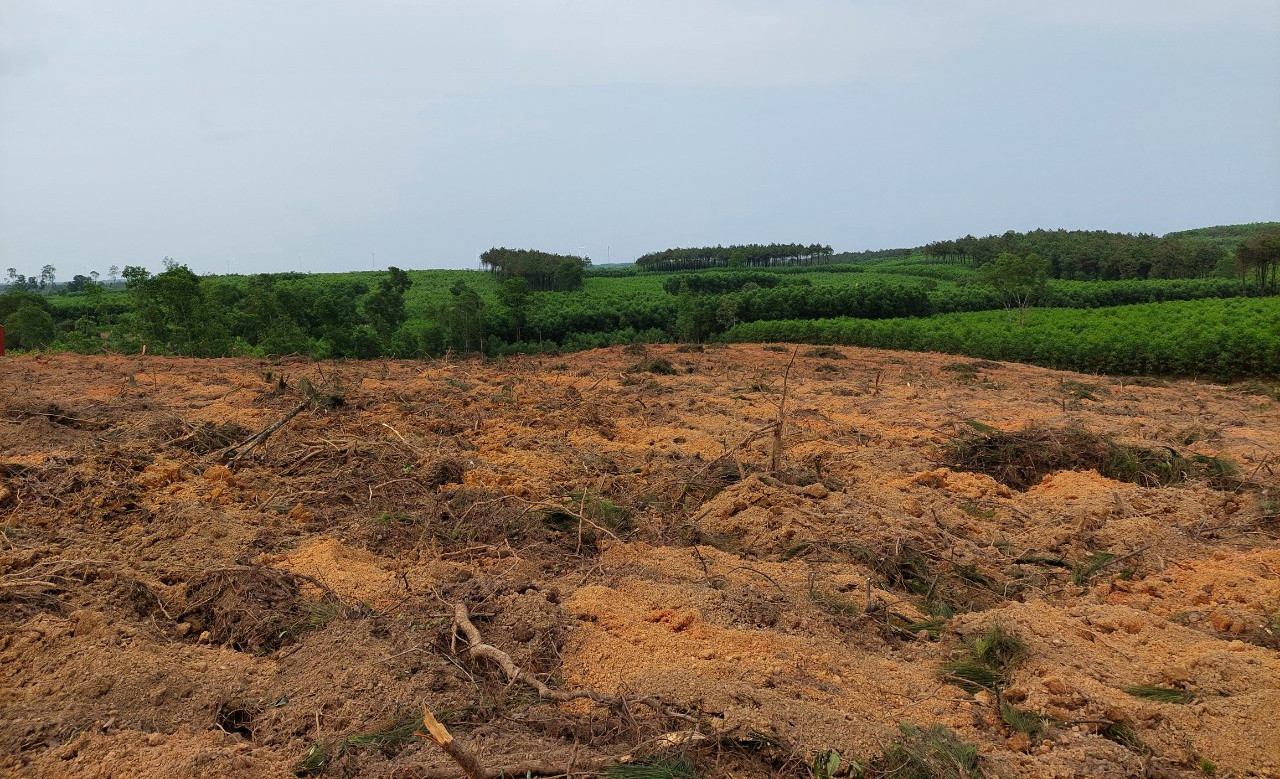 Diện tích rừng mà hộ gia đình ông Khanh đã “cắt trắng” chứ không phải “cắt tỉa” như trong tờ trình