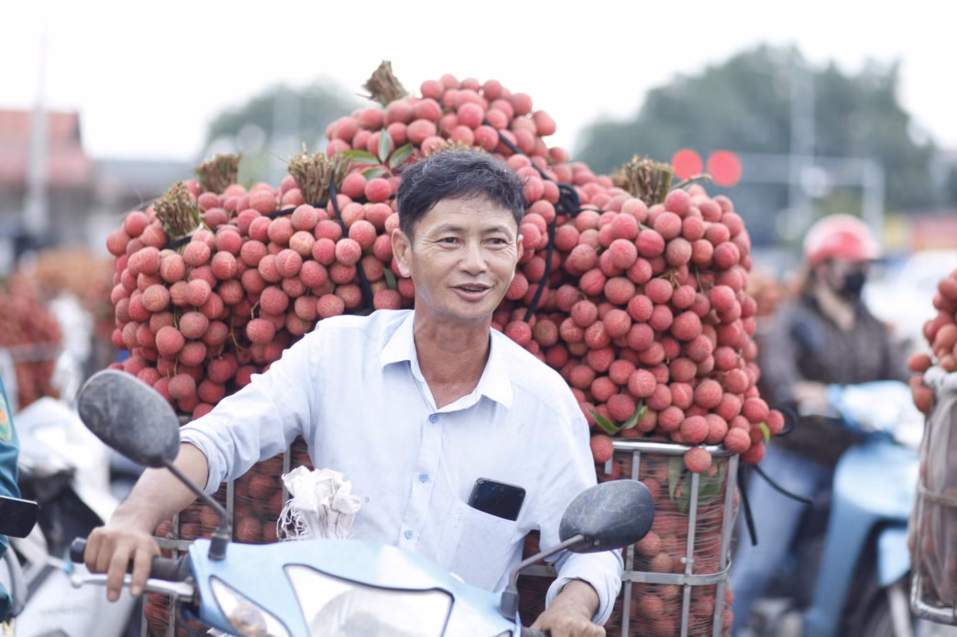 Doanh nghiệp FDI mua hàng chục tấn vải thiều/ngày. Ảnh: Nguyễn Thắng