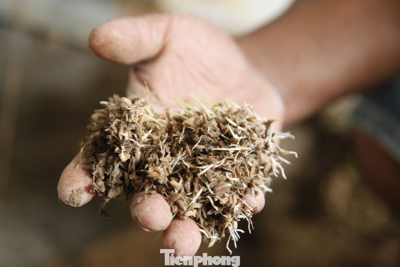 Thóc nhà anh Tường bị ngâm trong nước lũ nhiều ngày nên nảy mầm, không thể xay xát được. Ảnh: Nguyễn Thắng.