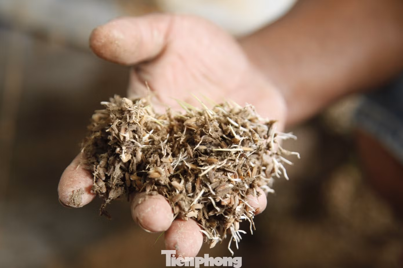 Thóc nhà anh Tường bị ngâm trong nước lũ nhiều ngày nên nảy mầm, không thể xay xát được. Ảnh: Nguyễn Thắng.