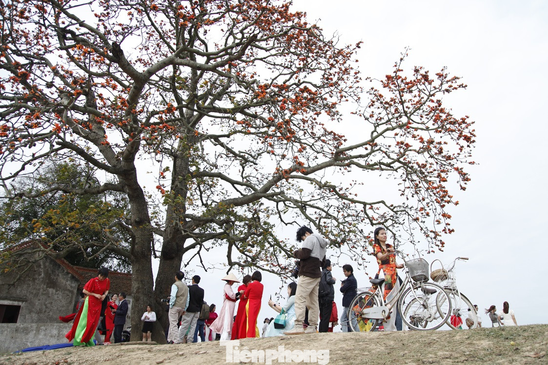 Trước đó, năm 2021, cây gạo miếu bà Cô ở xã Lãng Sơn đã được Hội sinh vật cảnh Việt Nam công nhận là “Cây cổ thụ có giá trị lịch sử - văn hóa”. Ảnh: Nguyễn Thắng.