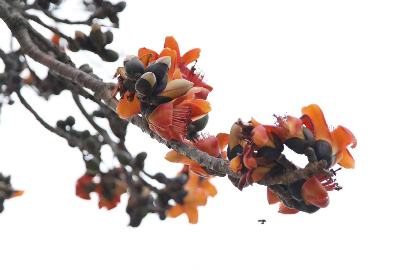 Thời điểm này, hoa gạo đang nở rực rỡ. Ảnh: Nguyễn Thắng.