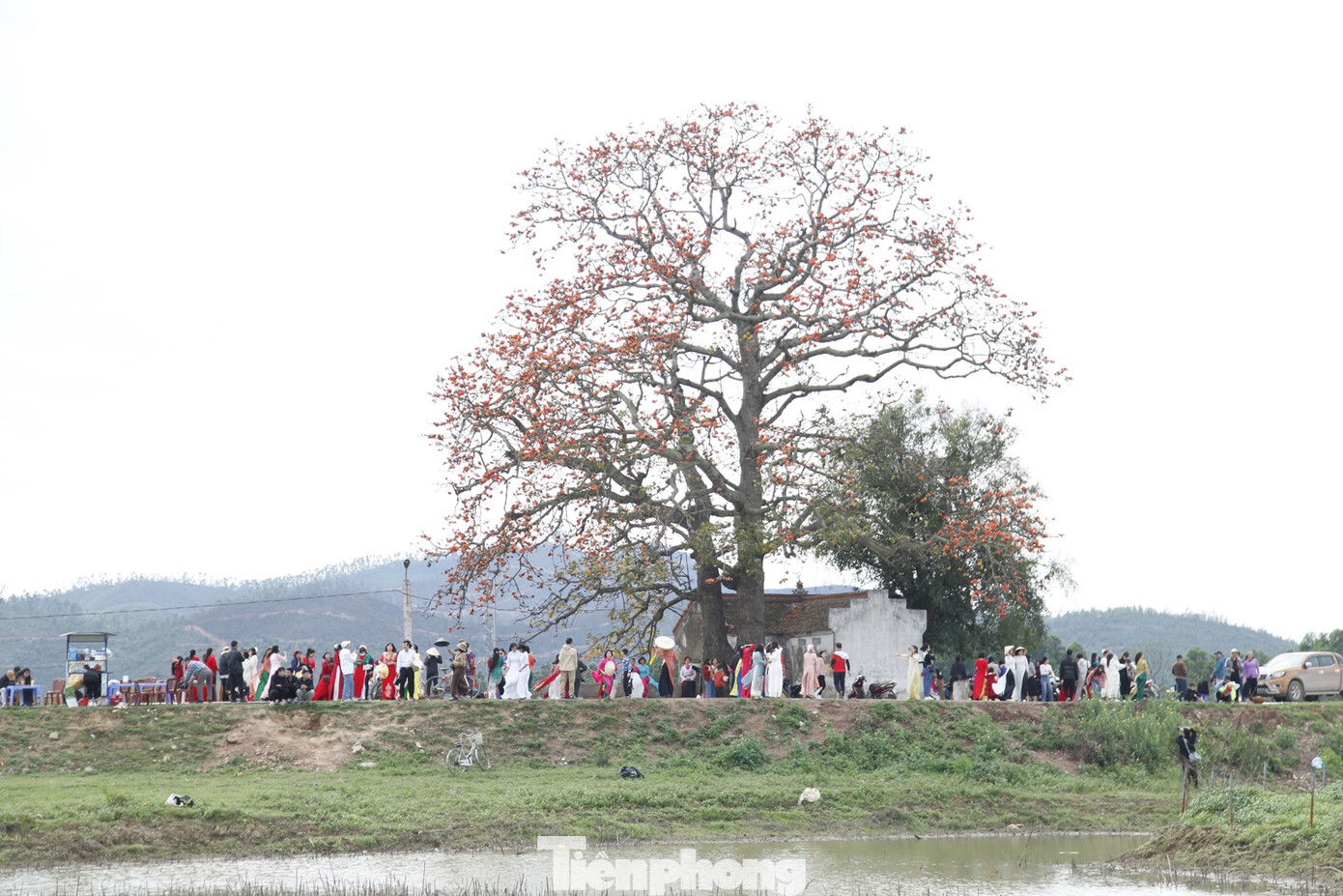 Cây gạo miếu bà Cô ở xã Lãng Sơn, thành phố Bắc Giang được Hội bảo vệ thiên nhiên và môi trường Việt Nam xác nhận có chiều cao 27,5m, diện tích phủ tán gần 300m2, đường kính thân cây 2,4m, có tuổi thọ trên 200 năm. Ảnh: Nguyễn Thắng.