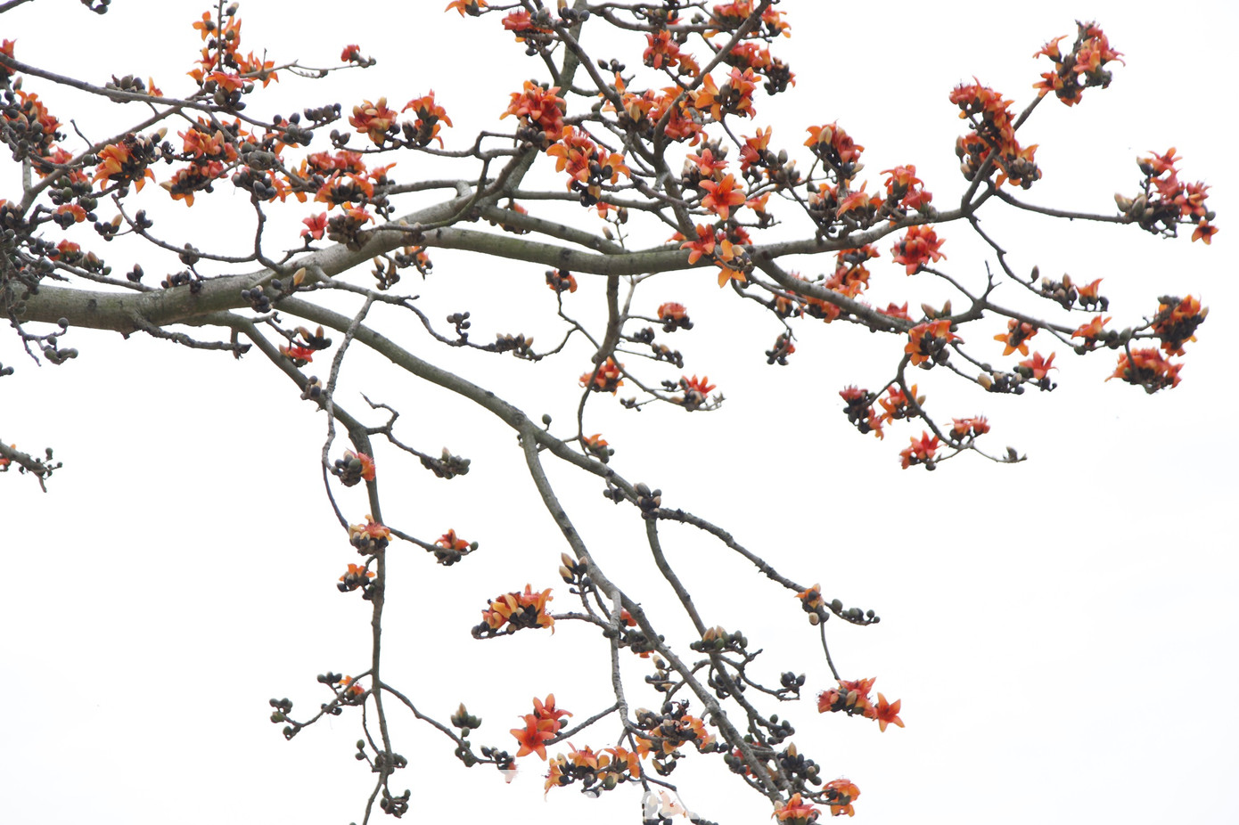 Vào tháng Ba (âm lịch) hằng năm, cây ra nhiều hoa đỏ rực, thu hút rất nhiều người dân, nhất là giới trẻ đến tham quan, chụp ảnh. Ảnh: Nguyễn Thắng.