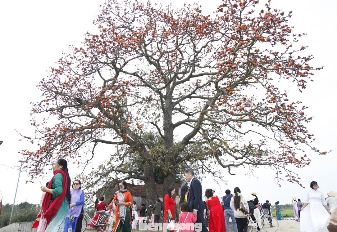 Du khách chen chân check-in ở cây gạo xã Lãng Sơn. Ảnh: Nguyễn Thắng.