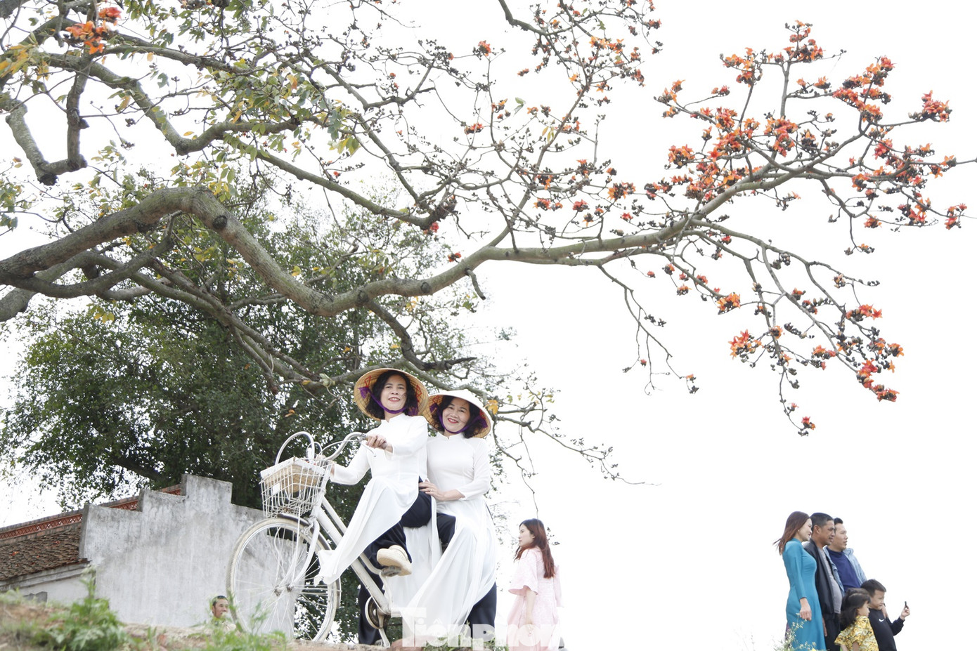 Cây gạo mọc trên mặt đê có 2 thân to khỏe. Thân cây thứ nhất có chu vi khoảng 3,1 m, thân cây thứ hai có chu vi 3,4 m. Ảnh: Nguyễn Thắng.