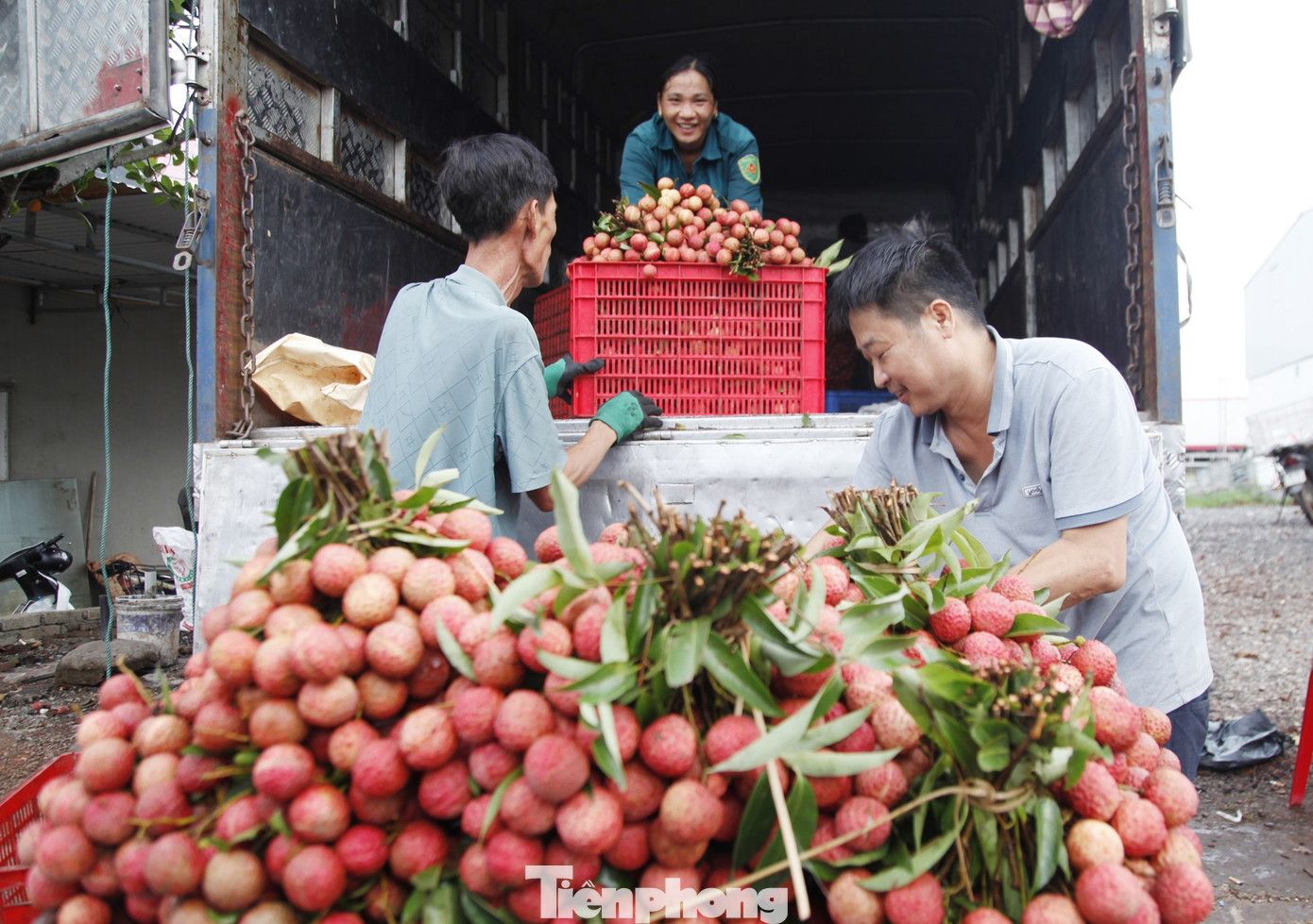 Vải thiều tỉnh Bắc Giang được mang lên tô tô để tiêu thụ trong nước.