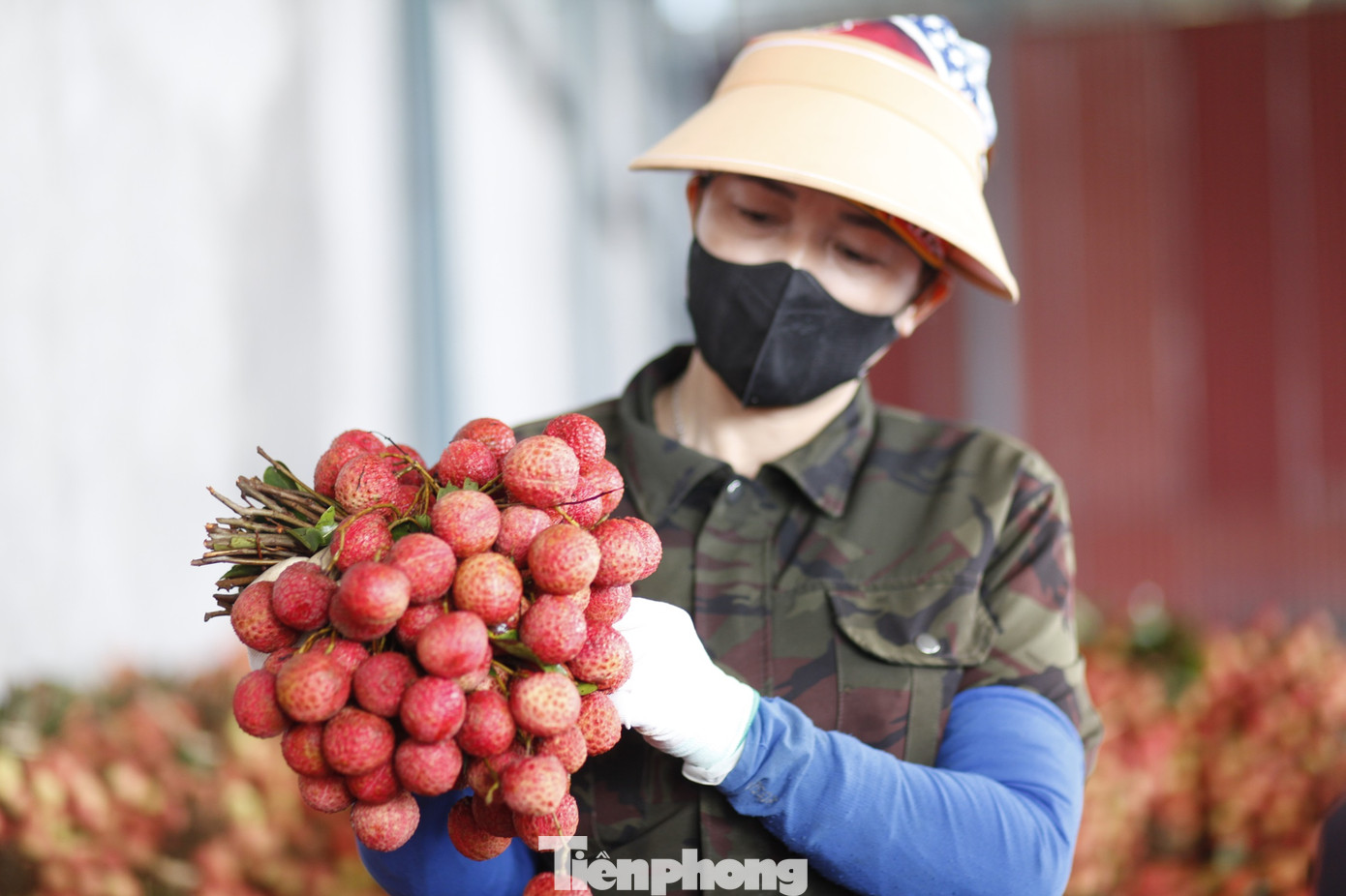 Vải thiều được phân loại, kiểm tra chất lượng để mang đi tiêu thụ.