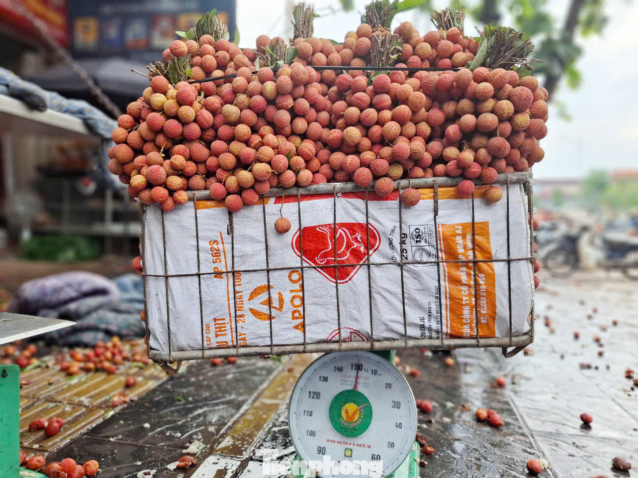 Một sọt vải thiều được cân để bán. Người trồng vải chở sọt vải thiều nặng từ hơn 100 kg đến gần 200 kg ra chợ bán.