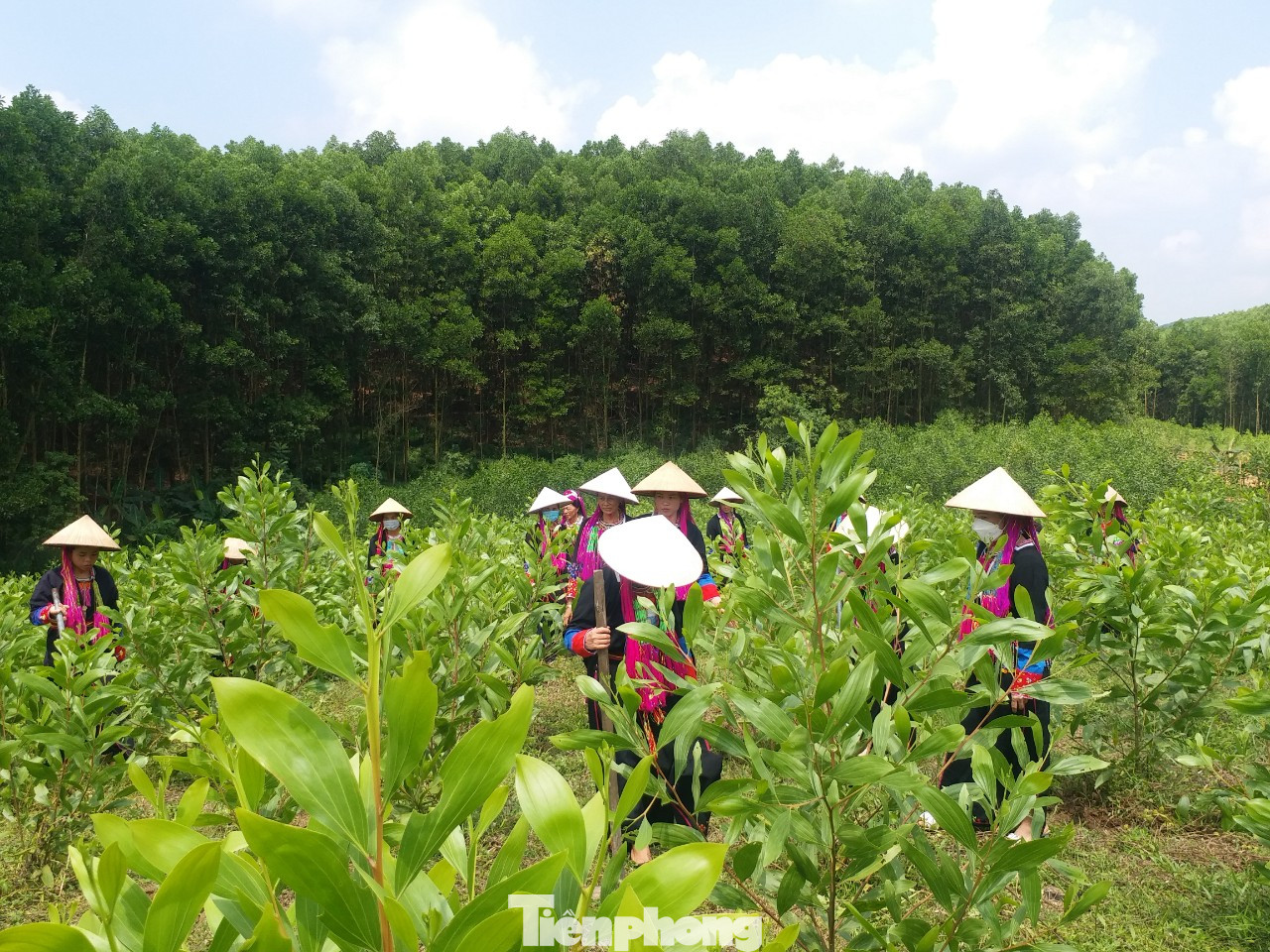 Mô hình trồng cây gây quỹ của chị em phụ nữ bản Mùng. Mô hình trồng cây gây quỹ của chị em phụ nữ bản Mùng.