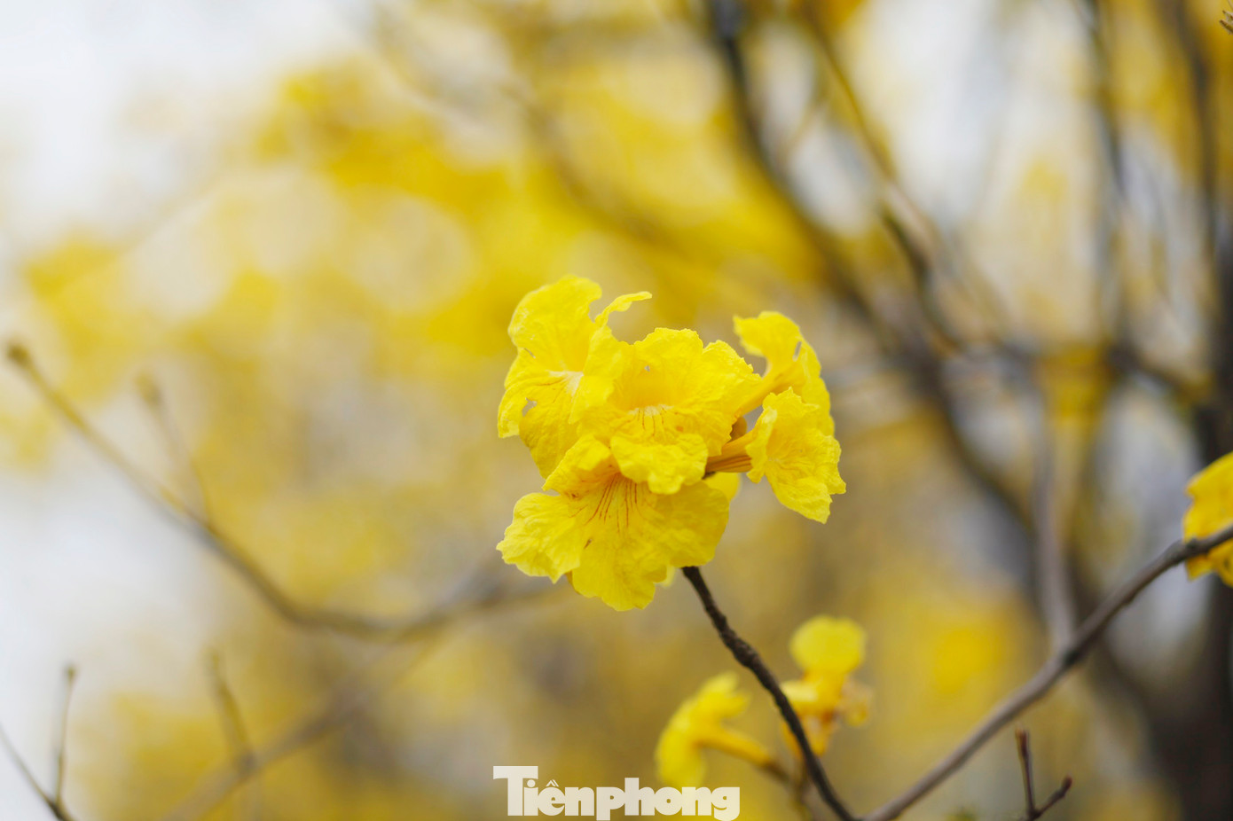 Ảnh: Nguyễn Thắng