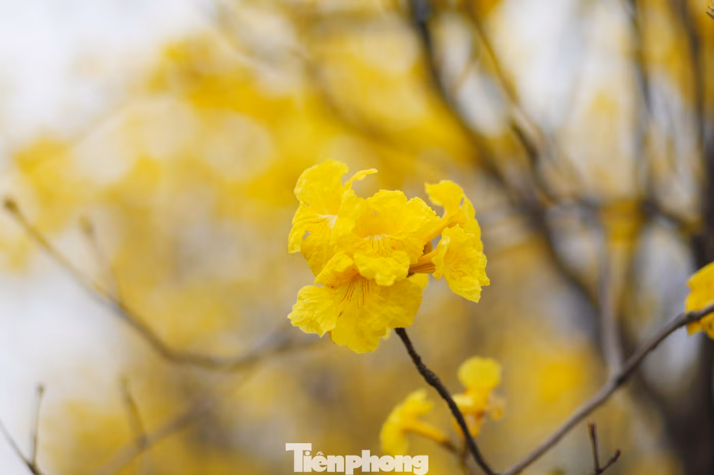 Ảnh: Nguyễn Thắng