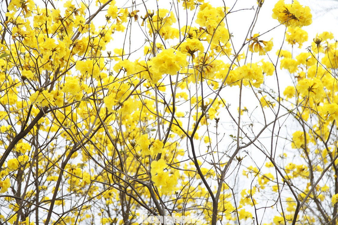 Cả cây phong linh nở hoa vàng rực rỡ.