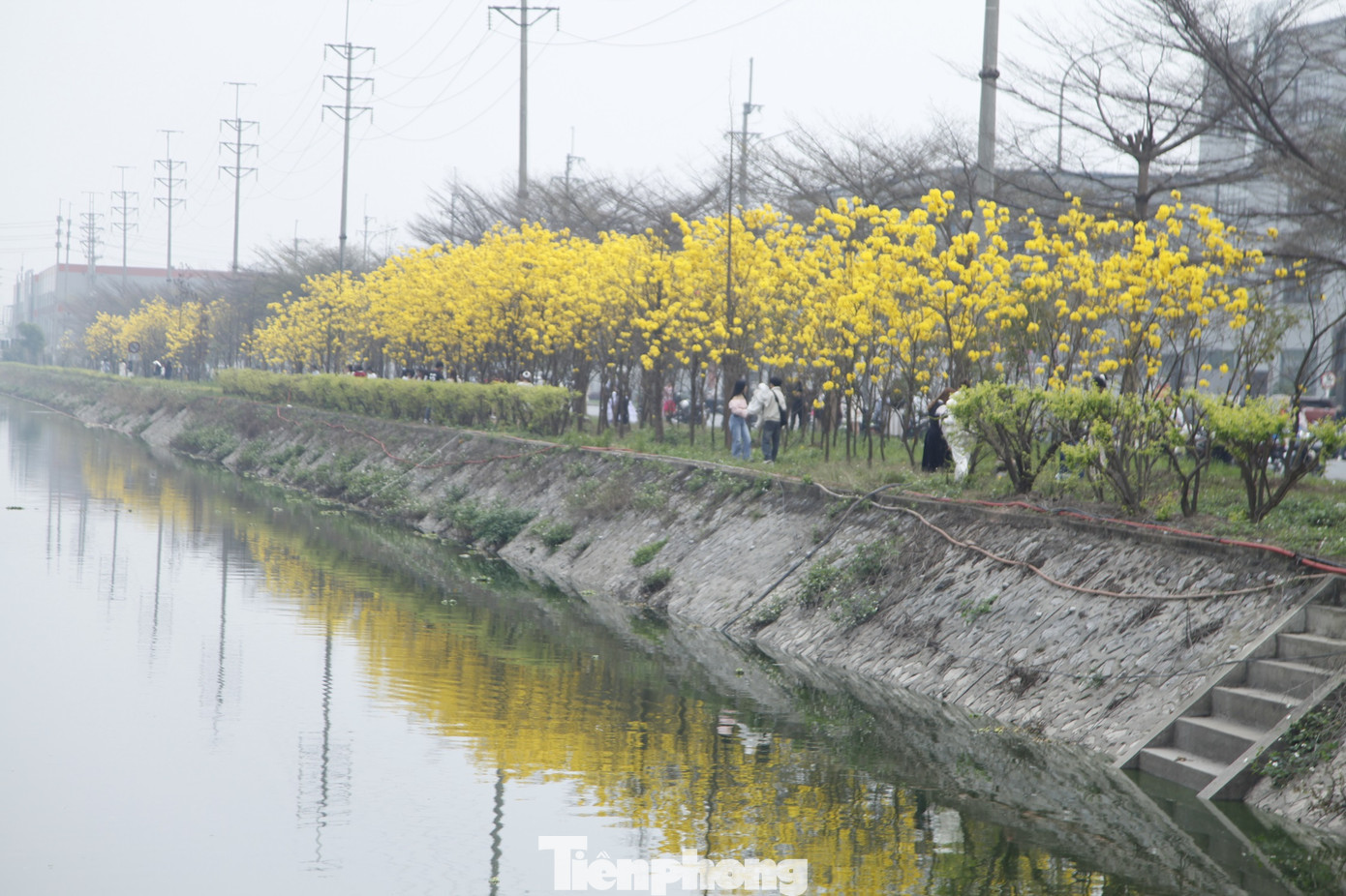 Đoạn đường hoa phong linh ở Khu công nghiệp Vân Trung, thị xã Việt Yên (Bắc Giang). Ảnh: Nguyễn Thắng