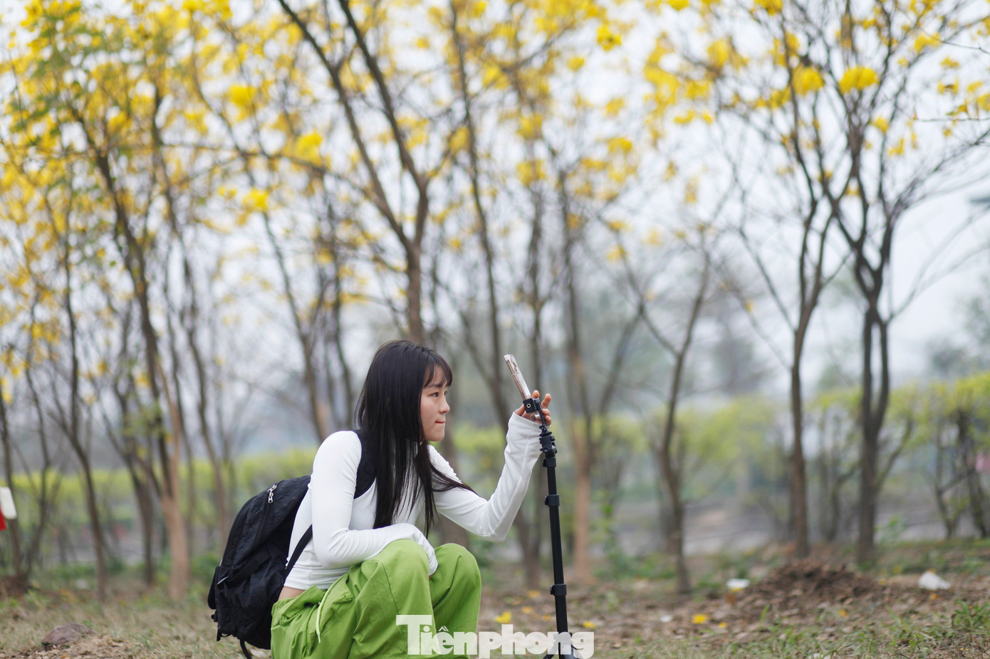 Một bạn trẻ chụp ảnh hoa phong linh bung nở. Ảnh: Nguyễn Thắng