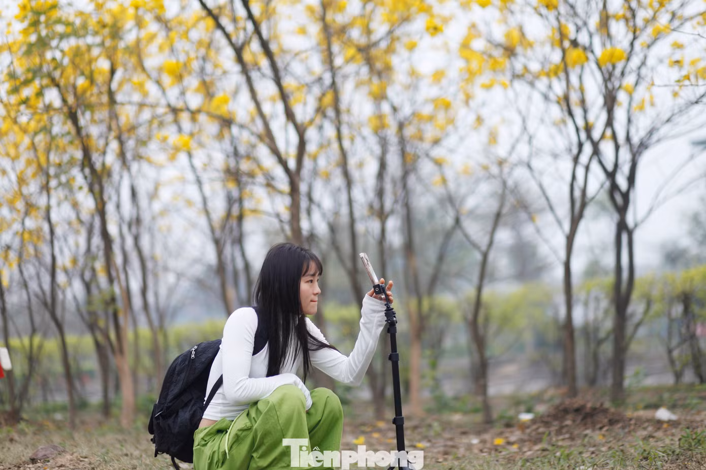 Một bạn trẻ chụp ảnh hoa phong linh bung nở. Ảnh: Nguyễn Thắng