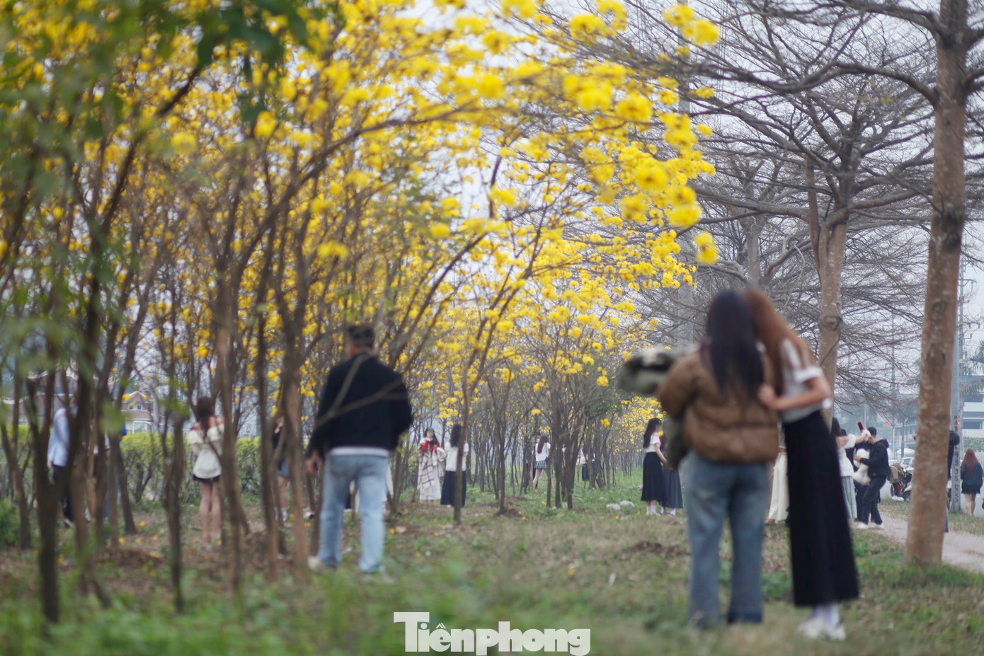 Hoa phong linh nở vàng tạo cảnh đẹp để chụp ảnh.