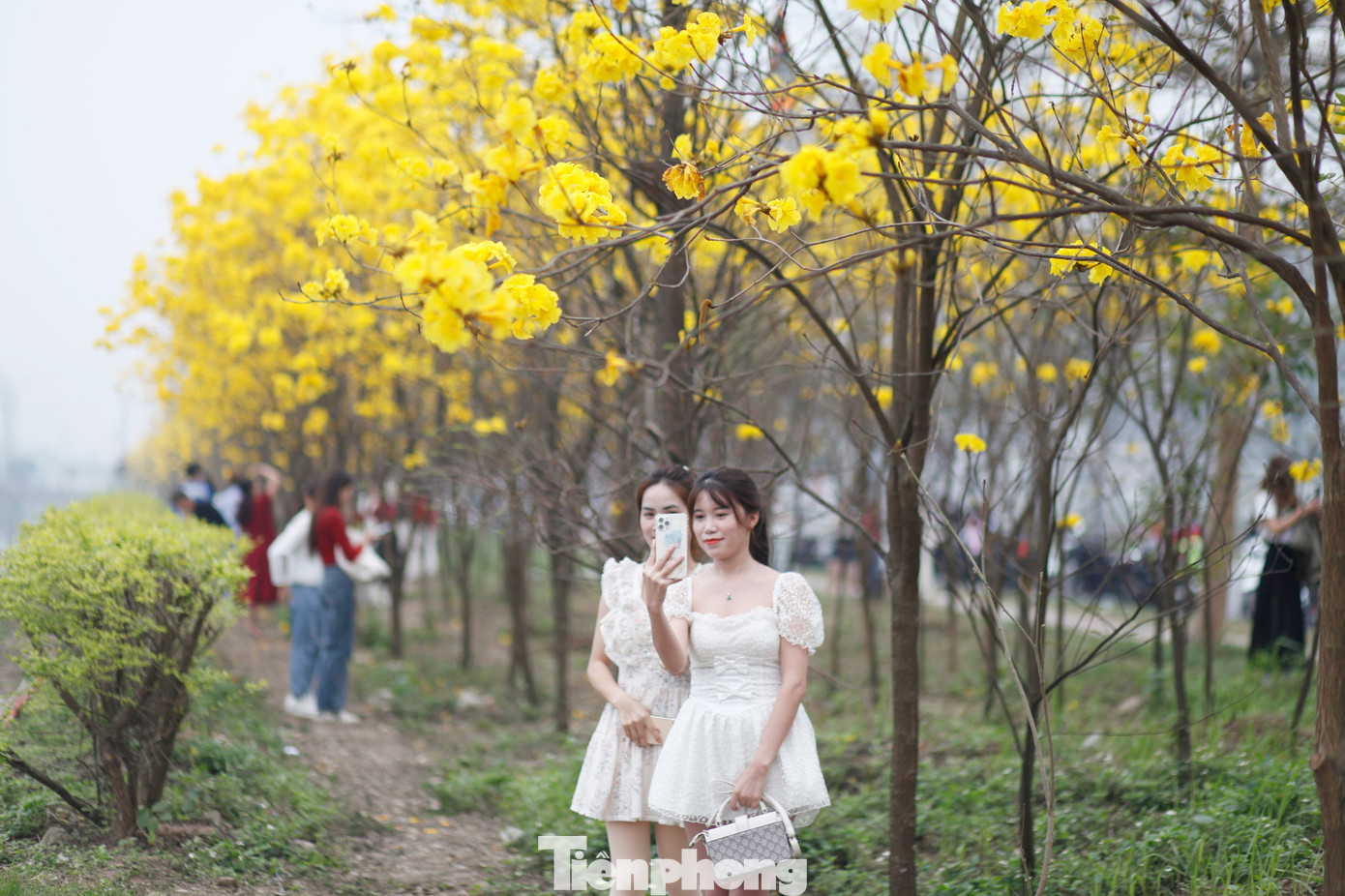 Thời điểm này, hoa phong linh bung nở rực rỡ. Ảnh: Nguyễn Thắng