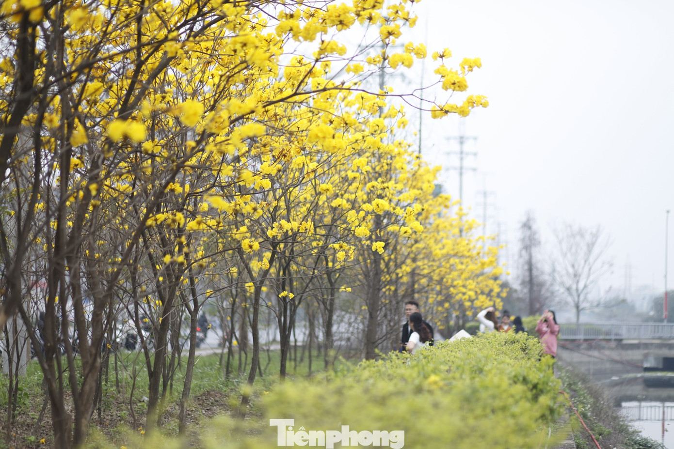 Ngoài đoạn đường này, trong Khu công nghiệp Vân Trung có trồng hoa phong linh ở một số địa điểm khác. Ảnh: Nguyễn Thắng