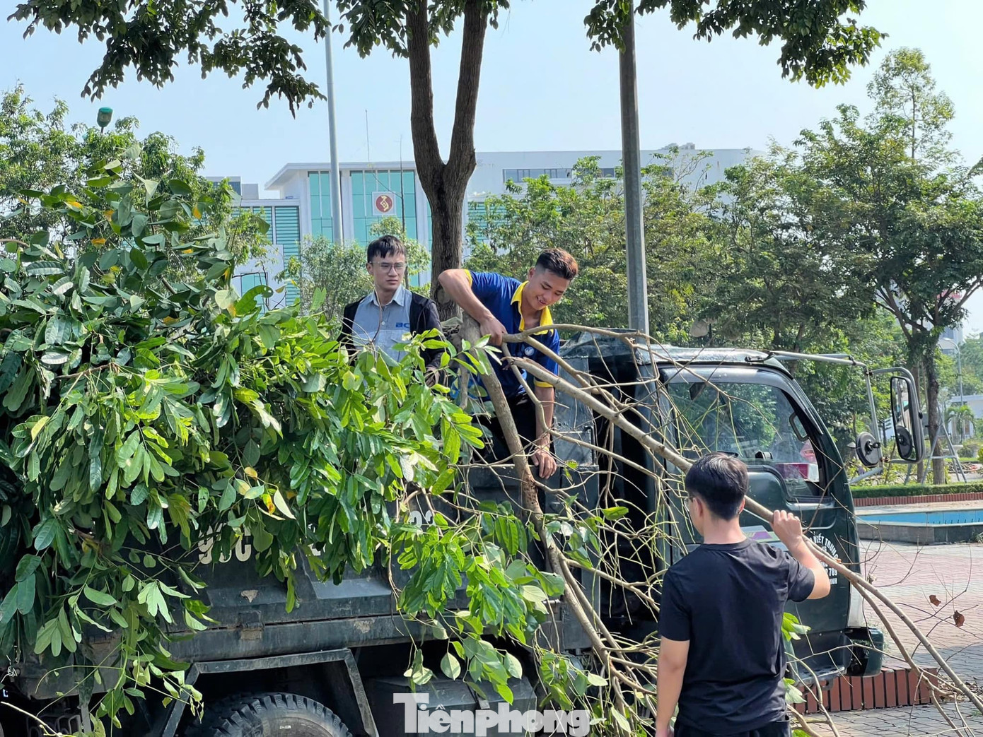 Đoàn viên tỉnh Bắc Ninh thu gom cây đổ sau bão.