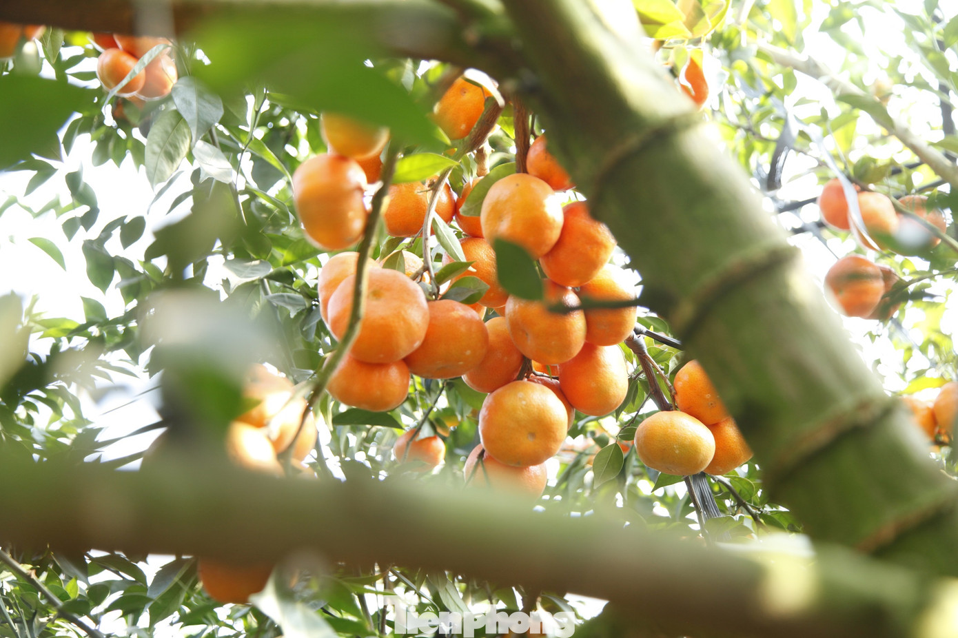 Vườn cam nhà ông Hòa nổi tiếng ở huyện Lục Ngạn. Ảnh: Nguyễn Thắng. Vườn cam nhà ông Hòa nổi tiếng ở huyện Lục Ngạn. Ảnh: Nguyễn Thắng.