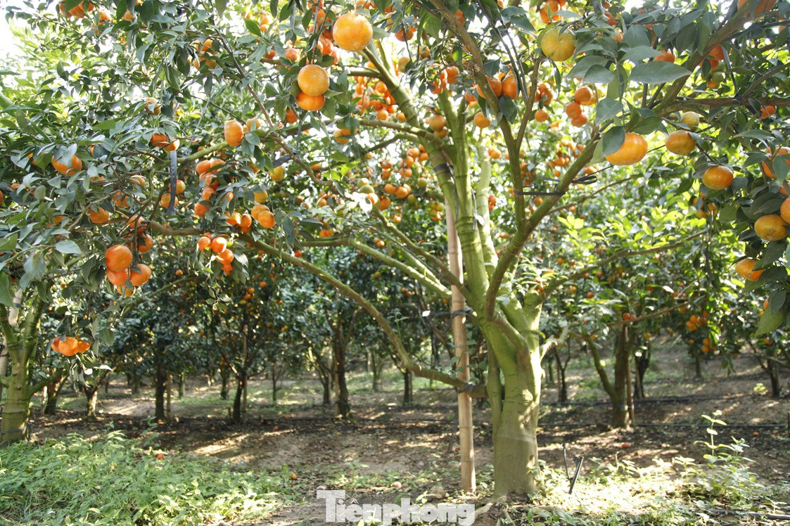 Vườn cam nhà ông Hòa có diện tích hơn 5ha. Ảnh: Nguyễn Thắng. Vườn cam nhà ông Hòa có diện tích hơn 5ha. Ảnh: Nguyễn Thắng.