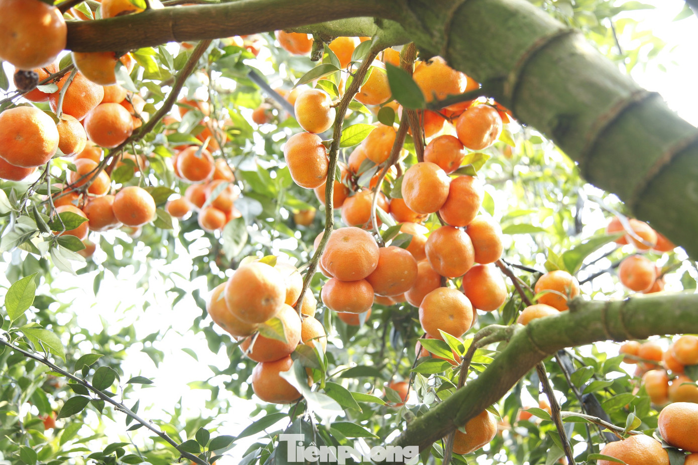 Ông Hòa bắt đầu trồng cam từ năm 2012. Trong vườn, nhiều cây cam trĩu quả. Ảnh: Nguyễn Thắng. Ông Hòa bắt đầu trồng cam từ năm 2012. Trong vườn, nhiều cây cam trĩu quả. Ảnh: Nguyễn Thắng.