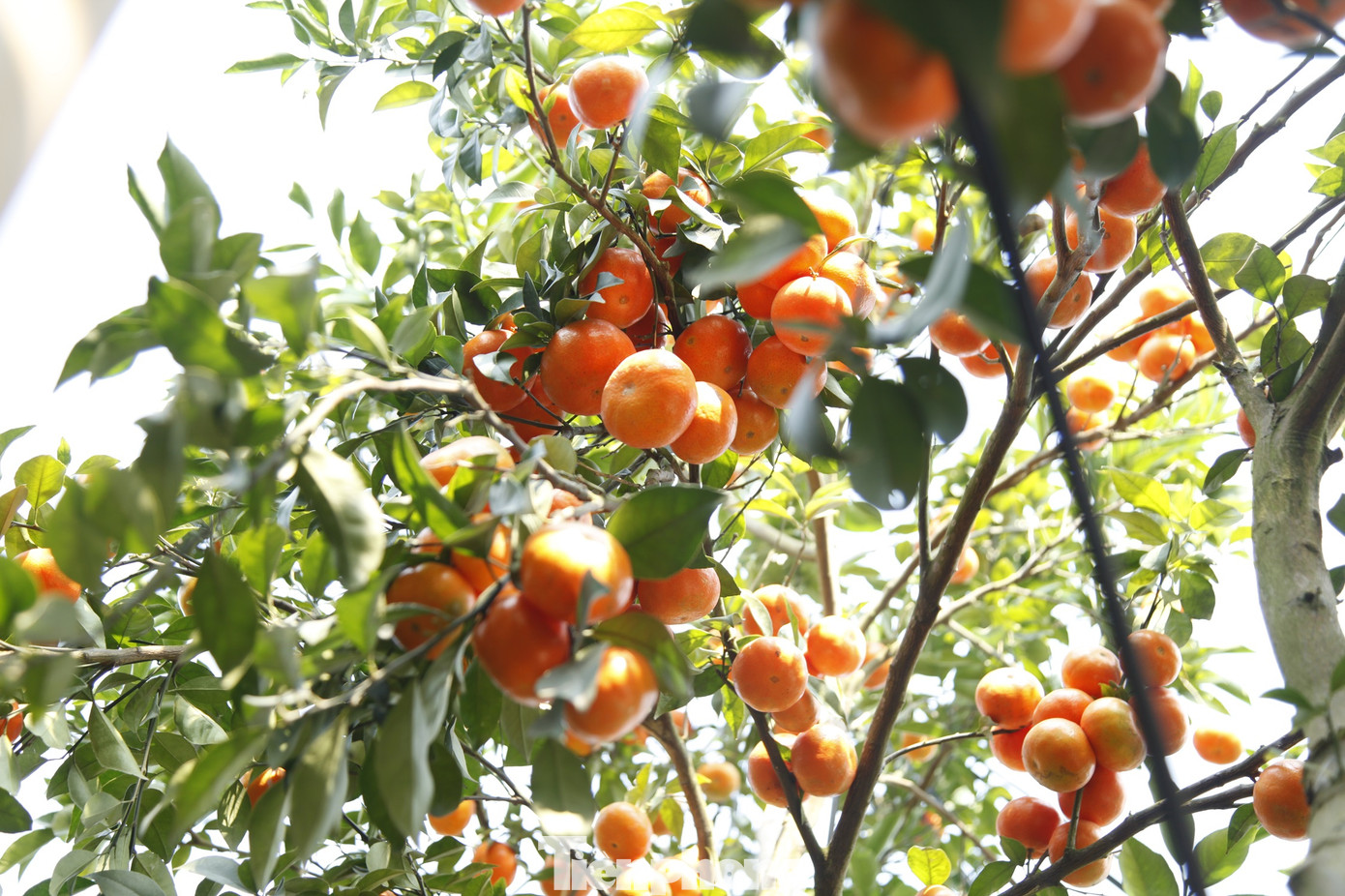 Nhiều khách hàng đã đặt mua cam nhà ông Hòa từ trước để bán Tết. Ảnh: Nguyễn Thắng. Nhiều khách hàng đã đặt mua cam nhà ông Hòa từ trước để bán Tết. Ảnh: Nguyễn Thắng.