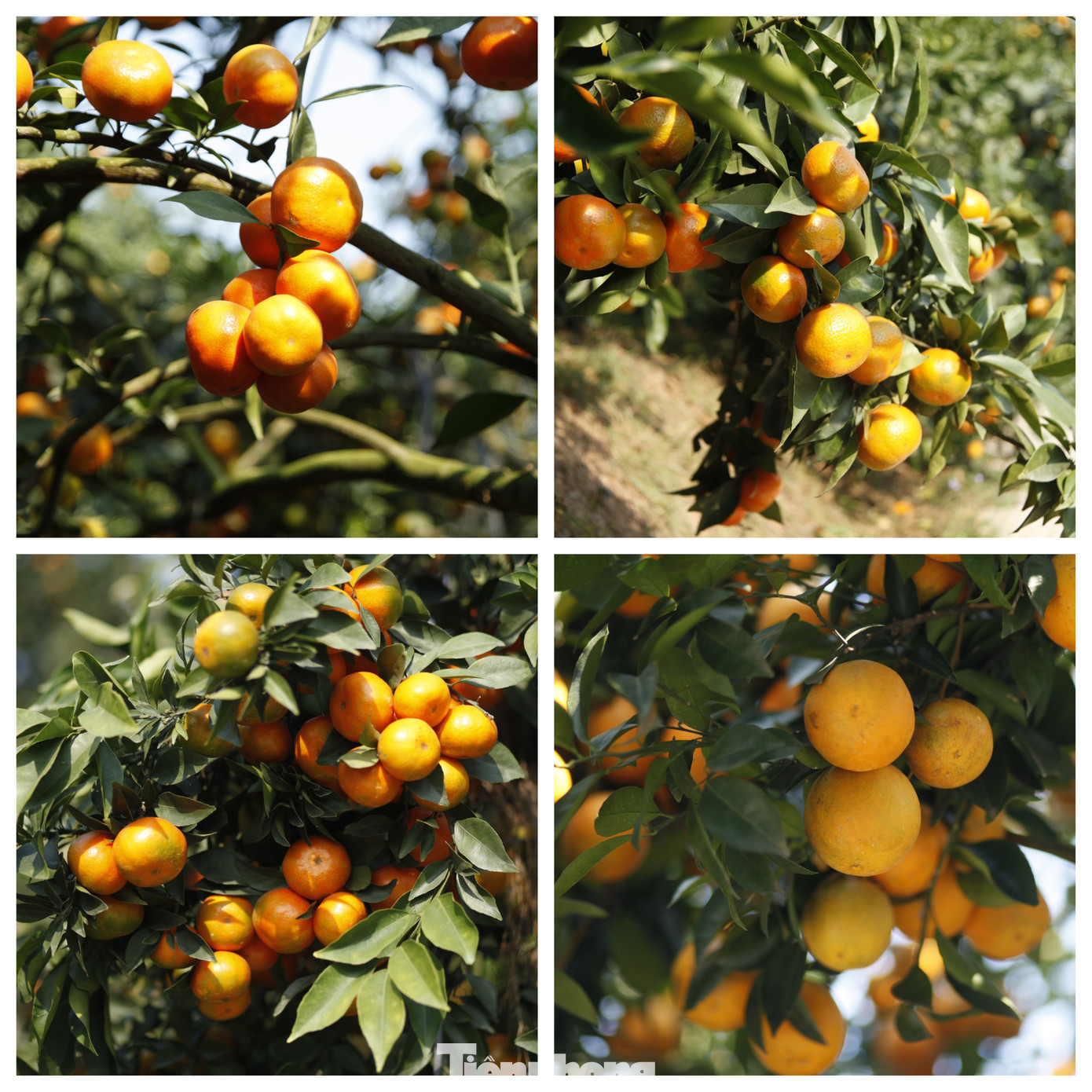 Vườn cam nhà ông Hòa có hơn 4.000 cây cam vinh và cam đường, ước sản lượng hơn 200.000 tấn. Ảnh: Nguyễn Thắng. Vườn cam nhà ông Hòa có hơn 4.000 cây cam vinh và cam đường, ước sản lượng hơn 200.000 tấn. Ảnh: Nguyễn Thắng.