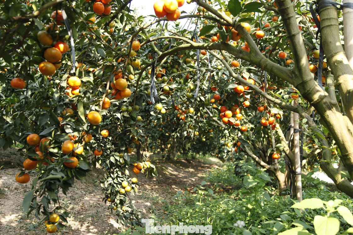 Theo chủ vườn cam, năm nay, cam bán được giá hơn năm ngoái. Gia đình ông Hòa đang bán từ 20.000 - 25.000 đồng/kg cam vinh và 40.000 - 50.000 đồng/kg cam đường. Ảnh: Nguyễn Thắng. Theo chủ vườn cam, năm nay, cam bán được giá hơn năm ngoái. Gia đình ông Hòa đang bán từ 20.000 - 25.000 đồng/kg cam vinh và 40.000 - 50.000 đồng/kg cam đường. Ảnh: Nguyễn Thắng.