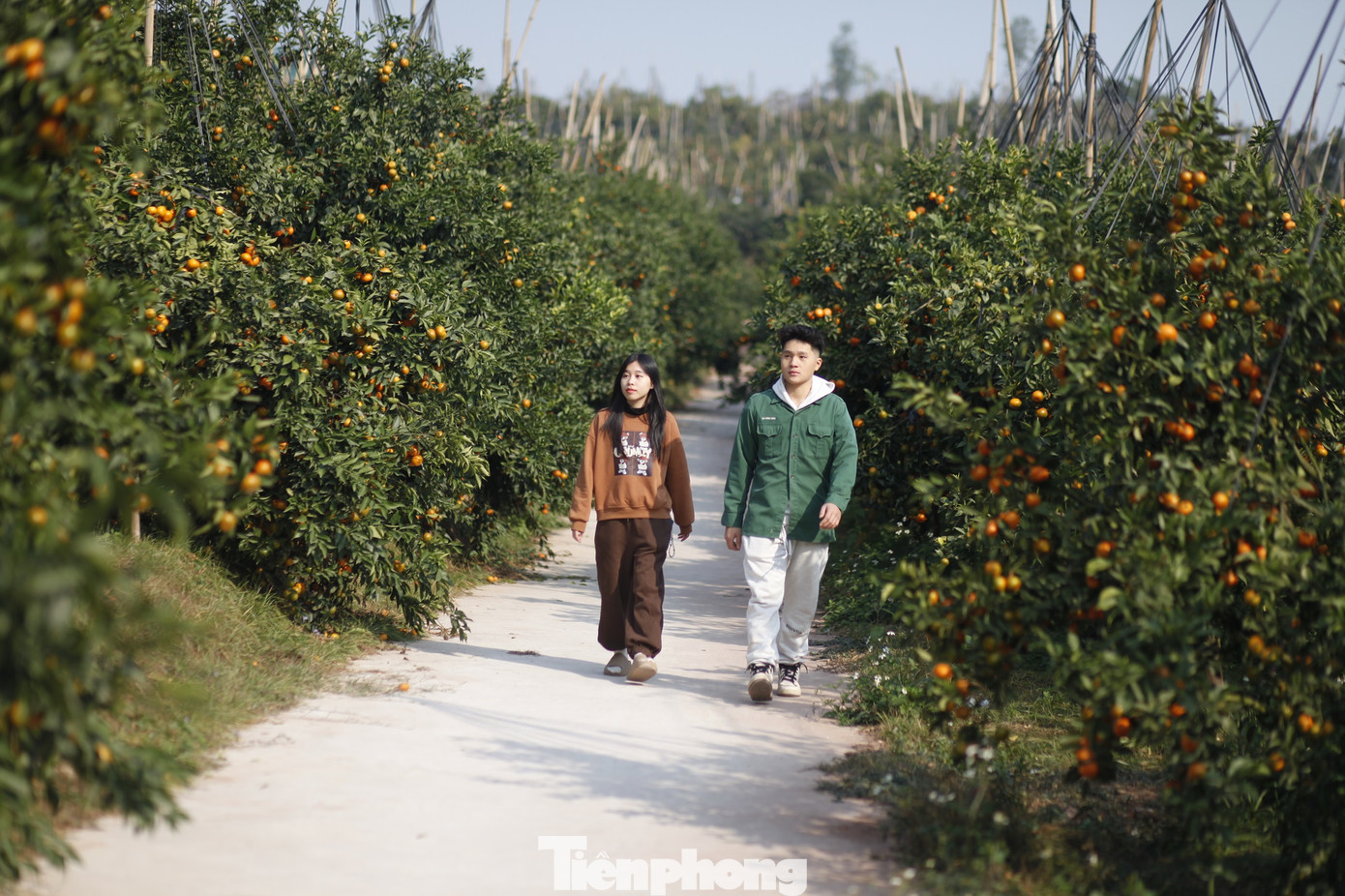 Du khách đến tham quan vườn cam. Ảnh: Nguyễn Thắng. Du khách đến tham quan vườn cam. Ảnh: Nguyễn Thắng.