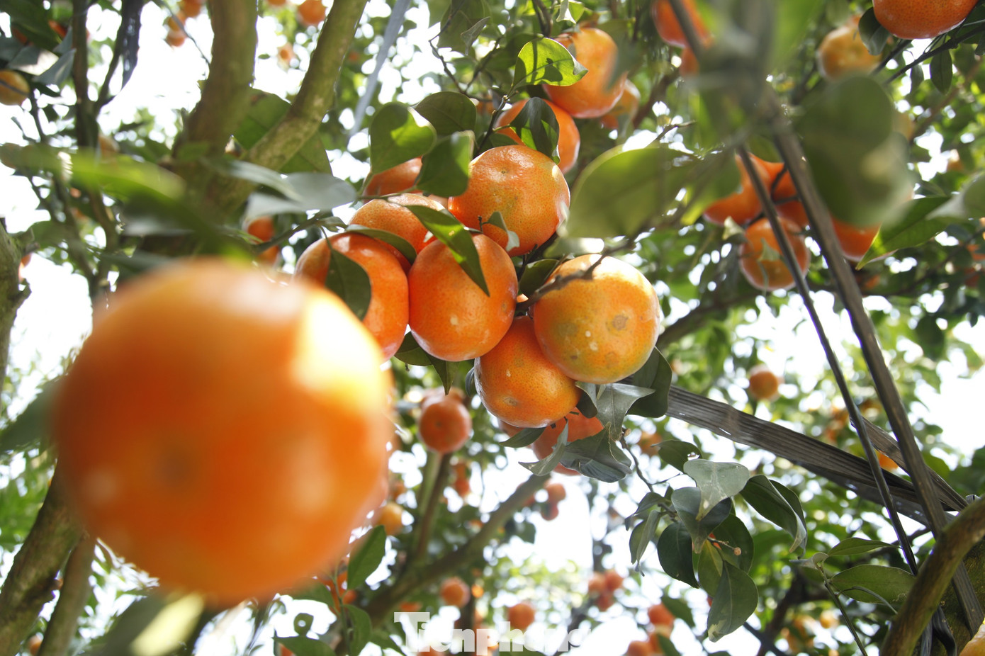 Hiện gia đình ông Hòa bắt đầu bán cám phục vụ thị trường dịp Tết. Ảnh: Nguyễn Thắng. Hiện gia đình ông Hòa bắt đầu bán cám phục vụ thị trường dịp Tết. Ảnh: Nguyễn Thắng.