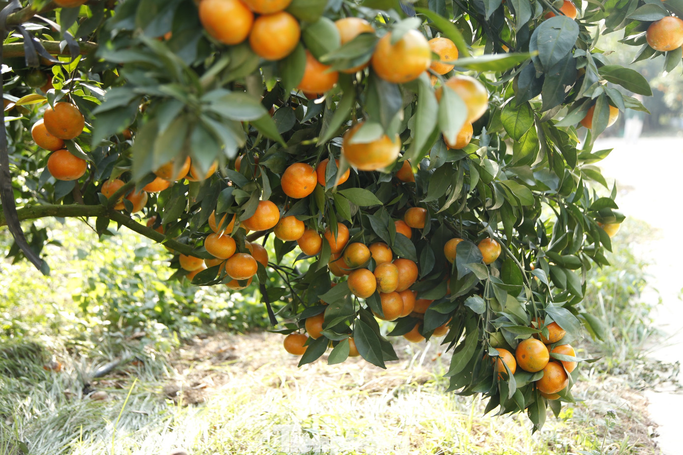 Chủ vườn cam ước tính thu về khoảng 7 - 8 tỷ đồng trong năm nay. Ảnh: Nguyễn Thắng. Chủ vườn cam ước tính thu về khoảng 7 - 8 tỷ đồng trong năm nay. Ảnh: Nguyễn Thắng.