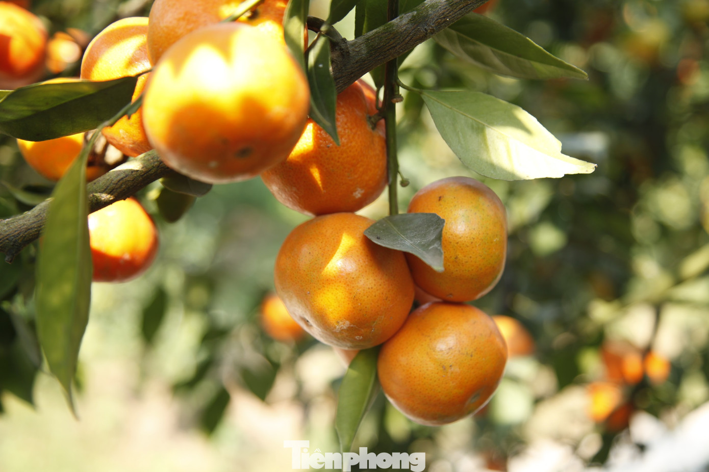 Vườn cam nhà ông Hòa còn là một điểm du lịch cuốn hút. Ảnh: Nguyễn Thắng. Vườn cam nhà ông Hòa còn là một điểm du lịch cuốn hút. Ảnh: Nguyễn Thắng.