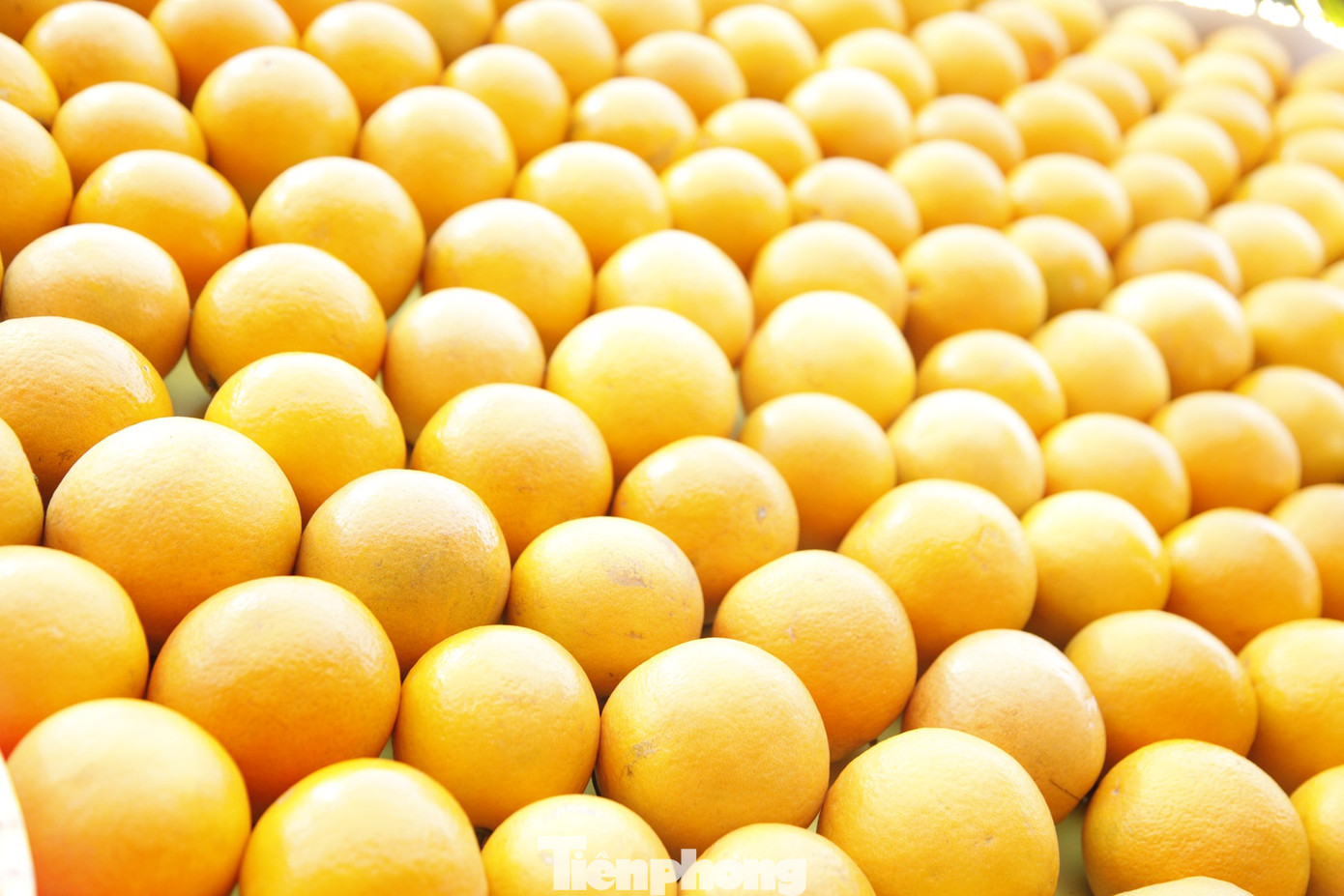 Những quả cam to đều được lựa chọn mang đến hội chợ. Ảnh: Nguyễn Thắng.