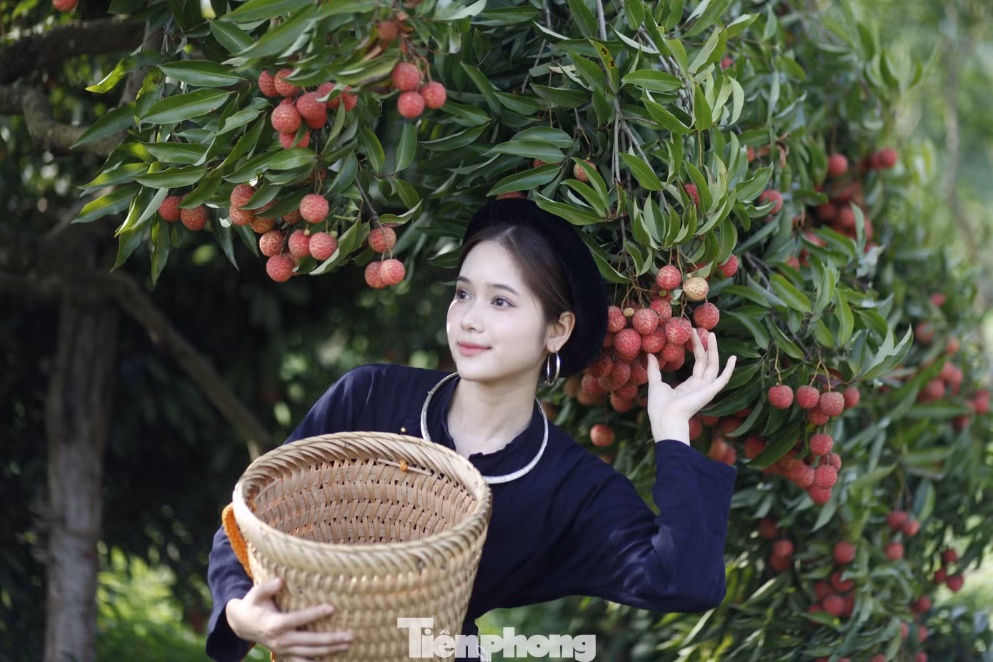 Vườn vải thiều trĩu quả ở thôn Đồng Dao, xã Quý Sơn thu hút nhiều người đến tham quan. Ảnh: Nguyễn Thắng